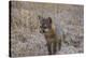 Island Fox-Chris Moyer-Stretched Canvas