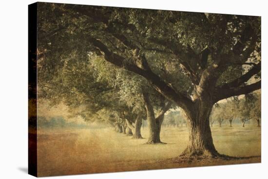 Island Oak-William Guion-Stretched Canvas
