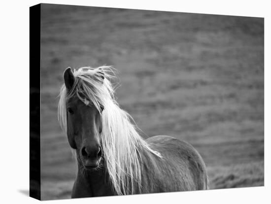 Islandic Horse with Flowing Light Colored Mane, Iceland-Joan Loeken-Premier Image Canvas