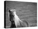 Islandic Horse with Flowing Light Colored Mane, Iceland-Joan Loeken-Premier Image Canvas