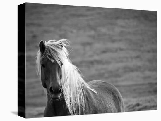 Islandic Horse with Flowing Light Colored Mane, Iceland-Joan Loeken-Premier Image Canvas