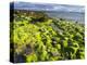 Isle of Lewis, Coast at the Eye Peninsula. Scotland in July-Martin Zwick-Premier Image Canvas