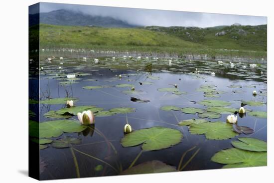 Isle of Lewis, European White Water Lily in Pond. Scotland-Martin Zwick-Premier Image Canvas