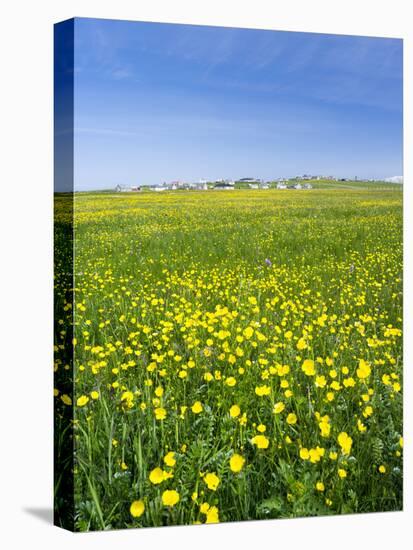 Isle of Lewis, Machair with Buttercup Wildflowers. Scotland-Martin Zwick-Premier Image Canvas