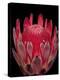 Isolated Red Glowing Protea Blossom on Black Background, Fine Art Still Life Floral Macro Portrait-null-Premier Image Canvas