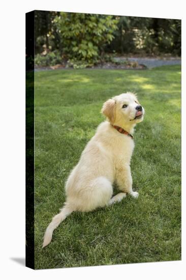 Issaquah, WA. Golden Retriever puppy demonstrating the 'sit' command on his lawn.-Janet Horton-Premier Image Canvas