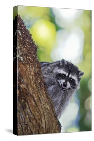 raccoon growl raccoon growl