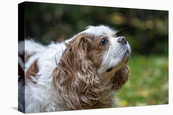 Issaquah, Washington State, USA. Elderly Cavalier King Charles Spaniel sniffing the air.-Janet Horton-Premier Image Canvas