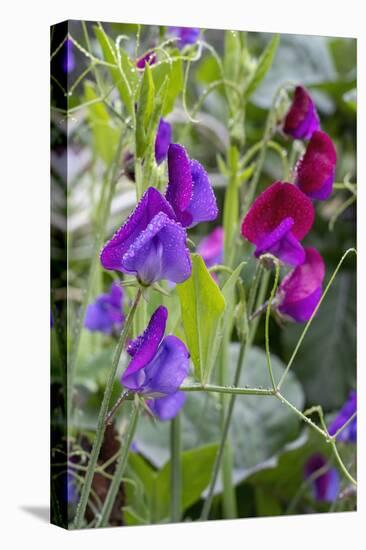 Issaquah, Washington State, USA. Sweet Pea flowers, also known as Perennial pea or Everlasting pea-Janet Horton-Premier Image Canvas