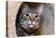 Issaquah, Washington State, USA. Ten year old American short-haired cat.-Janet Horton-Premier Image Canvas