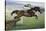 Istabraq at Cheltenham II-Susan Crawford-Stretched Canvas