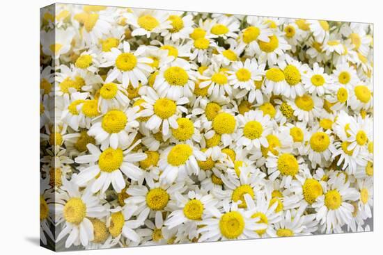 Istanbul, Turkey. Close-up of Chamomile flowers.-Julien McRoberts-Premier Image Canvas