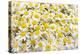 Istanbul, Turkey. Close-up of Chamomile flowers.-Julien McRoberts-Premier Image Canvas