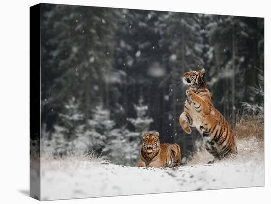 It is snowing-Michaela Firesova-Premier Image Canvas