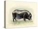 Italian Black Pig-Alison Cooper-Premier Image Canvas