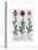 Italian Carnation 1-Fab Funky-Stretched Canvas