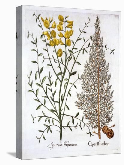 Italian Cypress and Spanish Broom, from 'Hortus Eystettensis', by Basil Besler (1561-1629), Pub. 16-German School-Premier Image Canvas