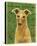 Italian Greyhound (Fawn)-John Golden-Stretched Canvas