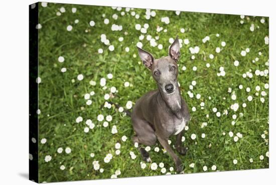 Italian Greyhound, Flower Field, Sitting, Looking at Camera-S. Uhl-Premier Image Canvas