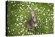 Italian Greyhound, Flower Field, Sitting, Looking at Camera-S. Uhl-Premier Image Canvas