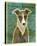 Italian Greyhound (White & Grey)-John Golden-Stretched Canvas