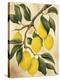 Italian Harvest, Lemons-Doris Allison-Stretched Canvas