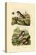 Italian Sparrow, 1833-39-null-Premier Image Canvas