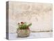 Italy, Basilicata, Matera. Potted plants outside the Sassi houses.-Julie Eggers-Premier Image Canvas