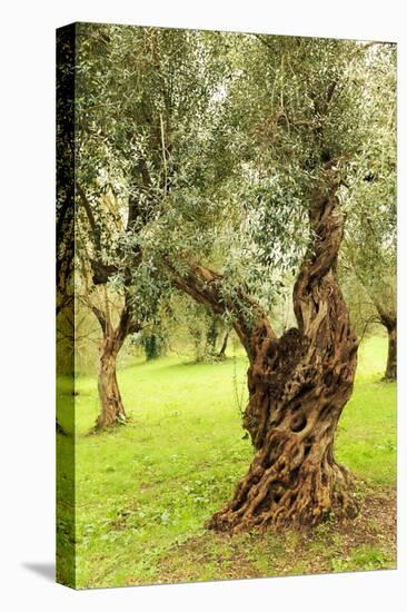 Italy, old Mediterranean olive trees. The botanical name Olea europaea, meaning 'European olive'-Emily Wilson-Premier Image Canvas