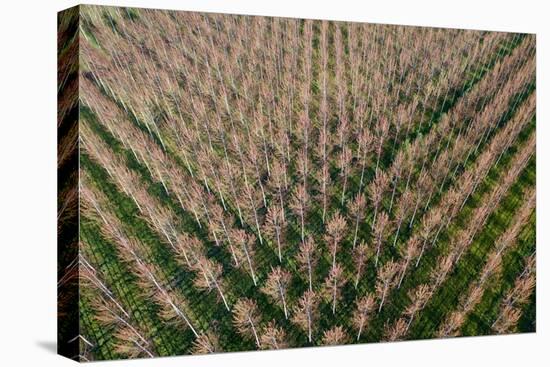 Italy, poplar trees plantation for paper pulp production-Michele Molinari-Premier Image Canvas