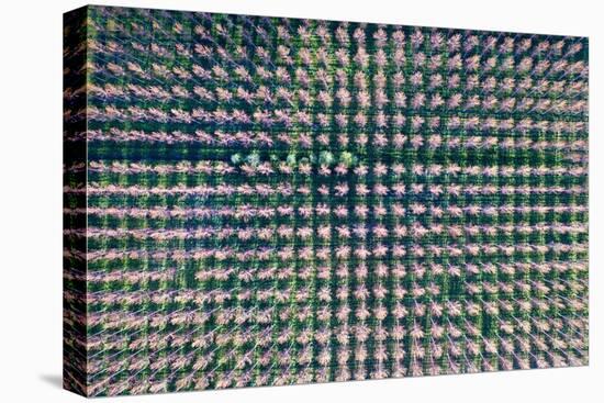 Italy, poplar trees plantation for paper pulp production-Michele Molinari-Premier Image Canvas