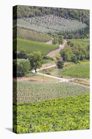 Italy, Radda. Vineyards and Olive Groves-Jaynes Gallery-Premier Image Canvas