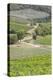 Italy, Radda. Vineyards and Olive Groves-Jaynes Gallery-Premier Image Canvas