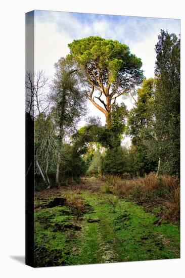 Italy, Riserva Naturale di Massaciuccoli San Rossore, protected coastal forest in Tuscany.-Michele Molinari-Premier Image Canvas