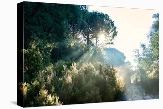 Italy, Riserva Naturale di Massaciuccoli San Rossore, protected  forest in Tuscany. Winter views.-Michele Molinari-Premier Image Canvas