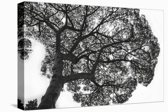 Italy, Rome, maritime pine seen from below.-Michele Molinari-Premier Image Canvas