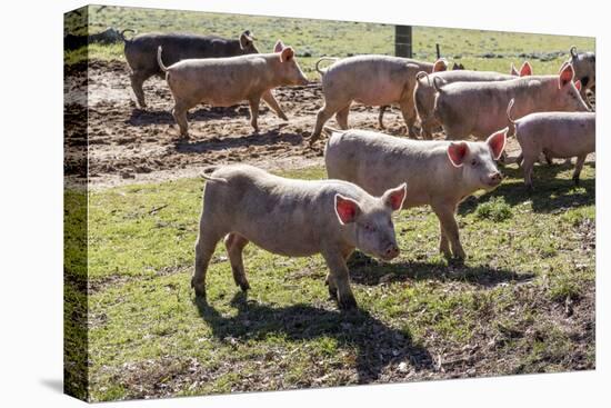 Italy, Sardinia, Gavoi. Group of Pigs Playing in the Mud at a Farm-Alida Latham-Premier Image Canvas