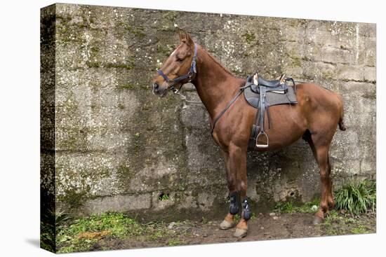 Italy, Sardinia, Santu Lussurgiu. a Horse Waiting for it's Rider at the Carrela E Nanti Festival-Alida Latham-Premier Image Canvas