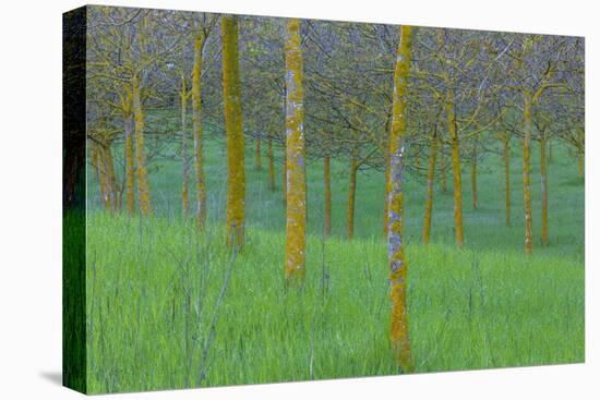 Italy Treescape-Art Wolfe-Premier Image Canvas