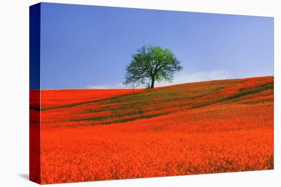 Italy, Tuscany. Abstract of oak tree on red flower-covered hillside-Jaynes Gallery-Premier Image Canvas