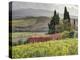 Italy, Tuscany. Autumn Ivy Covering a Building in a Vineyard-Julie Eggers-Premier Image Canvas