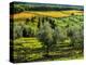 Italy, Tuscany, Chianti, Autumn Vineyard Rows-Terry Eggers-Premier Image Canvas