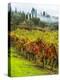 Italy, Tuscany, Chianti, Autumn Vineyard Rows-Terry Eggers-Premier Image Canvas