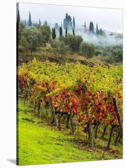 Italy, Tuscany, Chianti, Autumn Vineyard Rows-Terry Eggers-Premier Image Canvas