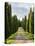 Italy, Tuscany, Long Driveway lined with Cypress trees-Terry Eggers-Premier Image Canvas