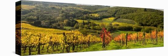 Italy, Tuscany. Panoramic view of a colorful vineyard in the Tuscan landscape.-Julie Eggers-Premier Image Canvas