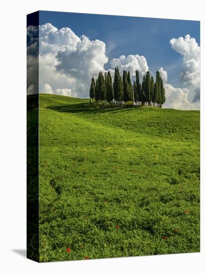 Italy, Tuscany, Pines hillside-George Theodore-Premier Image Canvas