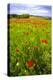 Italy, Tuscany. Red poppies in field.-Jaynes Gallery-Premier Image Canvas