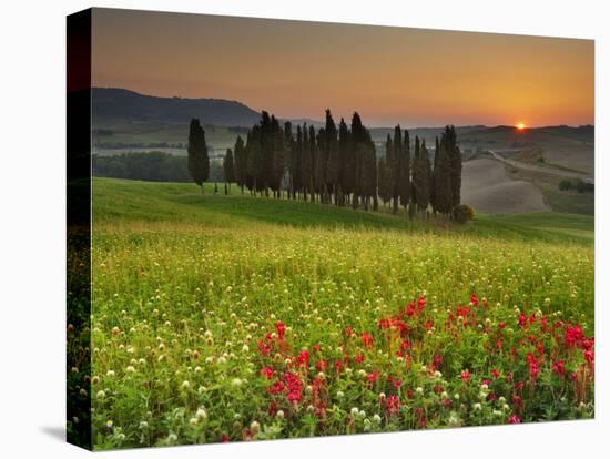 Italy, Tuscany, Siena District, Orcia Valley, Cypress on the Hill Near San Quirico D'Orcia-Francesco Iacobelli-Premier Image Canvas