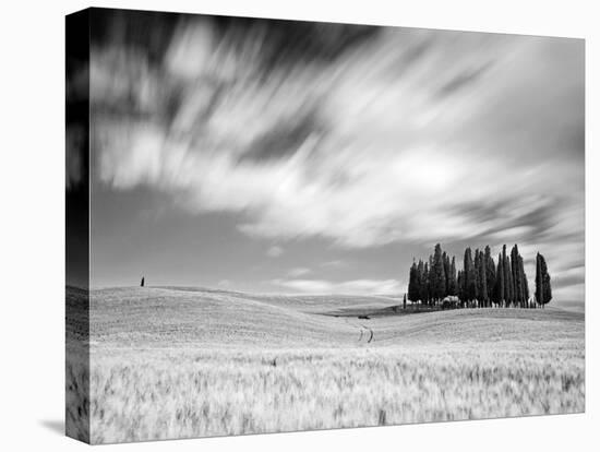 Italy, Tuscany, Siena District, Orcia Valley, Cypress on the Hill Near San Quirico D'Orcia-Francesco Iacobelli-Premier Image Canvas
